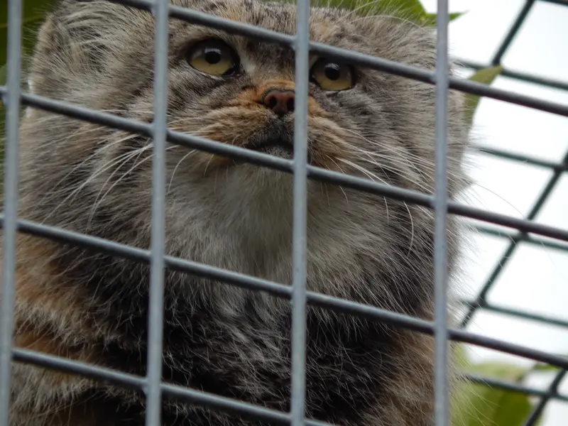 A photograph of Aldan in Zie-Zoo