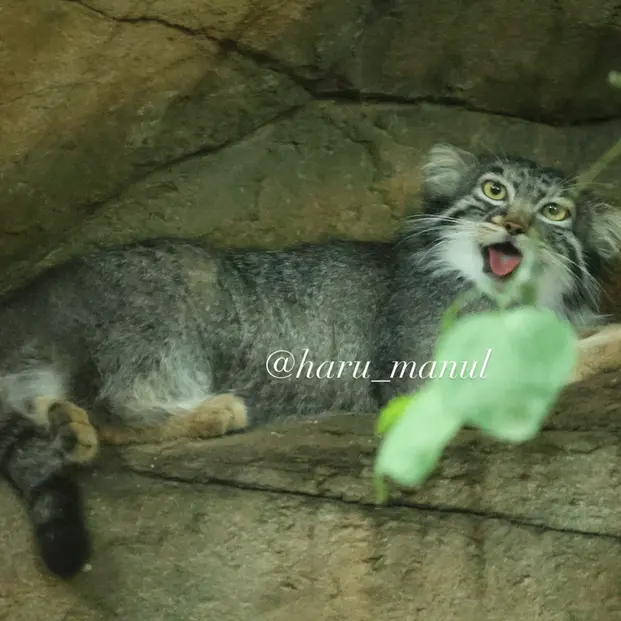 A photograph of Abrikos in Nasu Animal Kingdom