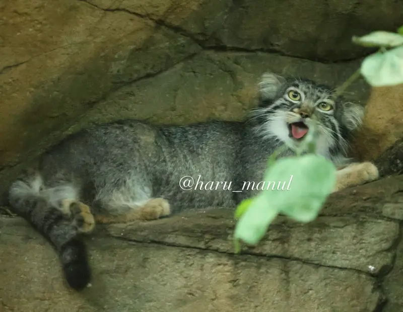 A photograph of Abrikos in Nasu Animal Kingdom