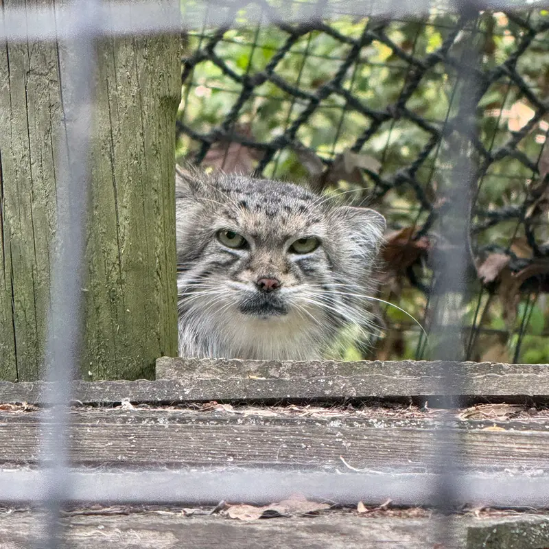 A photograph of Ceba in Smithsonian's National Zoo