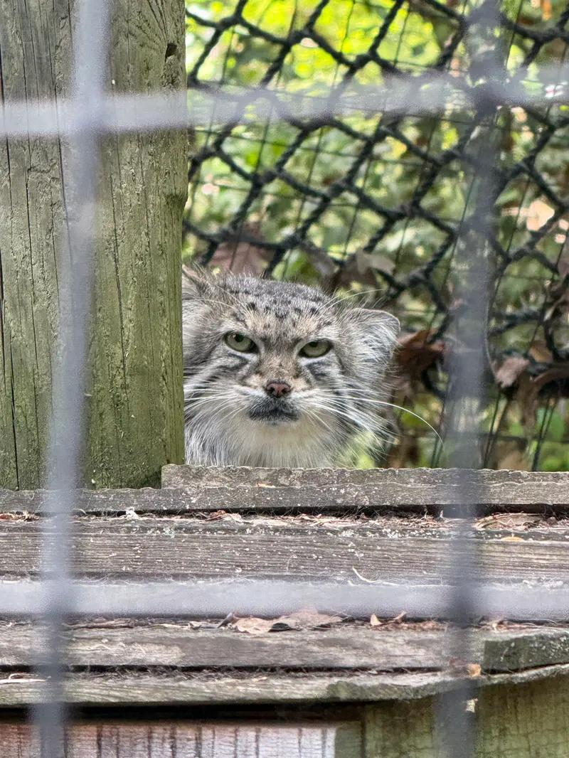 A photograph of Ceba in Smithsonian's National Zoo