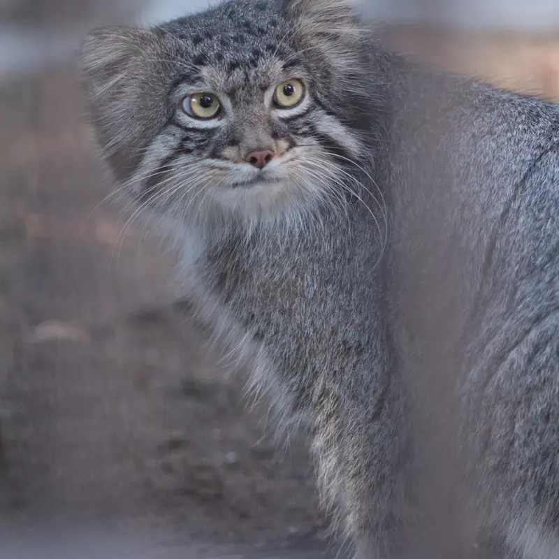 A photograph of Figa in Nogeyama Zoo