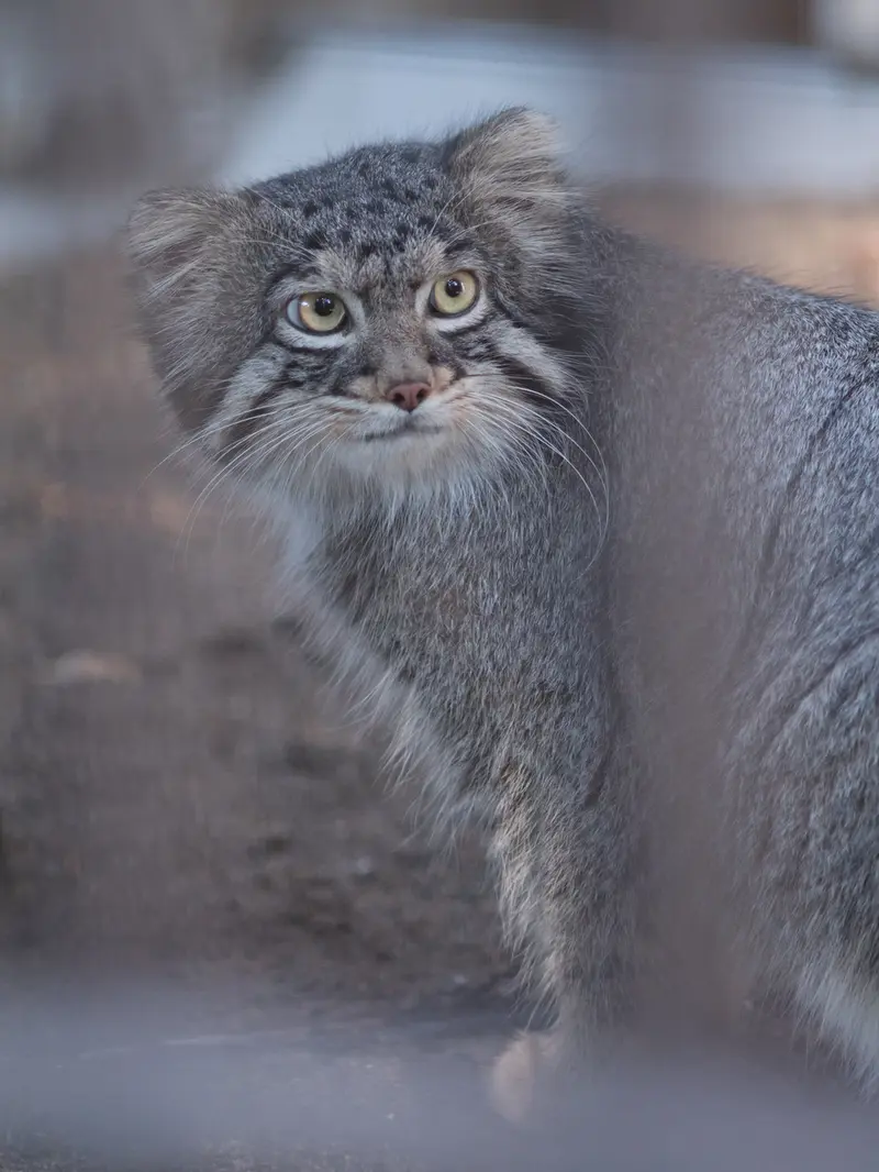 A photograph of Figa in Nogeyama Zoo