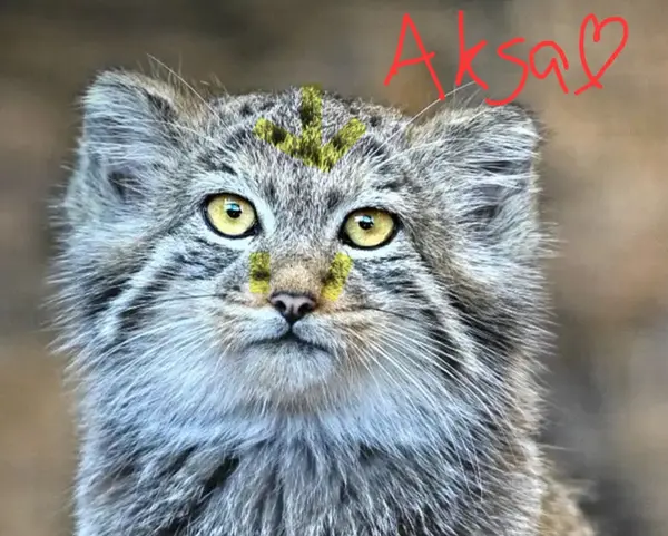 A photograph of a Pallas's cat