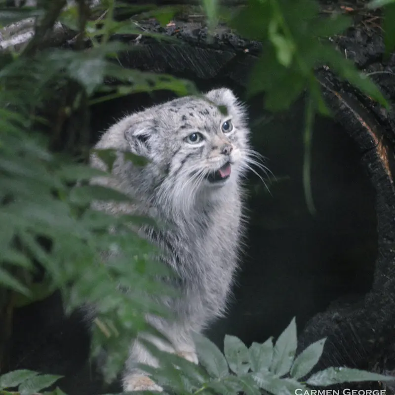 A photograph of Red in Cheyenne Mountain Zoo