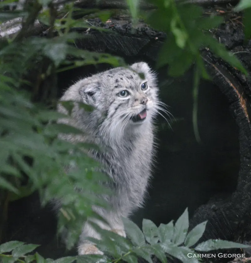 A photograph of Red in Cheyenne Mountain Zoo