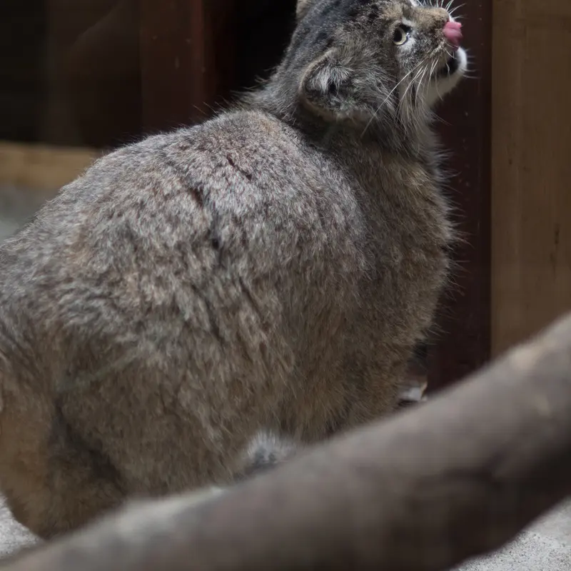 A photograph of Primula in Ueno Zoological Gardens