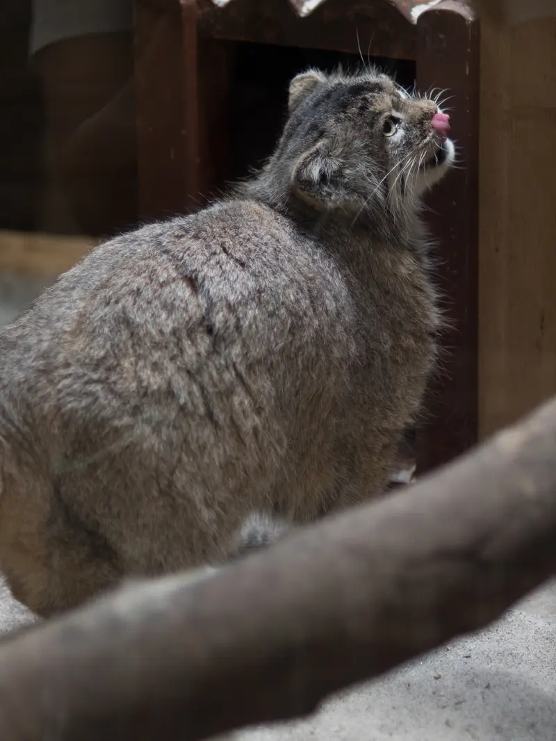 A photograph of Primula in Ueno Zoological Gardens