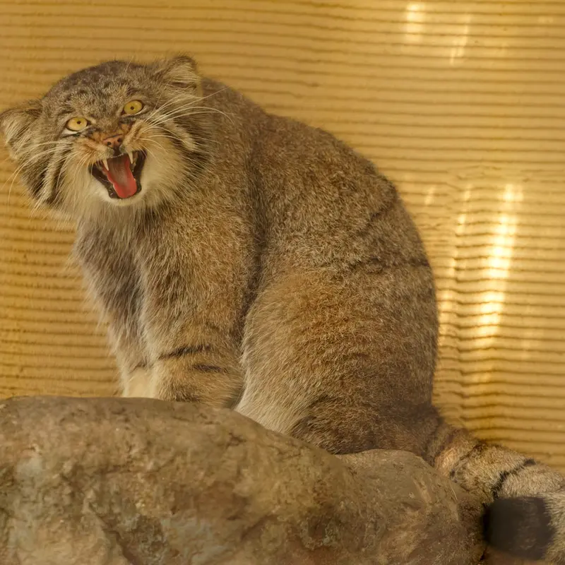 A photograph of Hide in Asahiyama Zoo