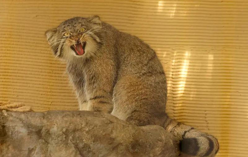 A photograph of Hide in Asahiyama Zoo