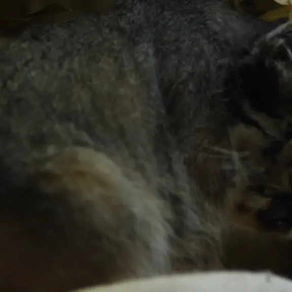 A photograph of a Pallas's cat in Ueno Zoological Gardens