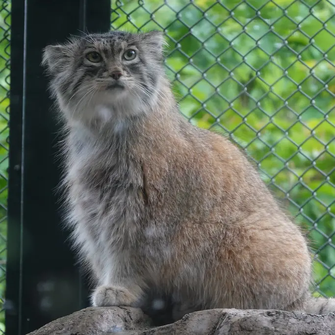 A photograph of Oliva in Saitama Children's Zoo