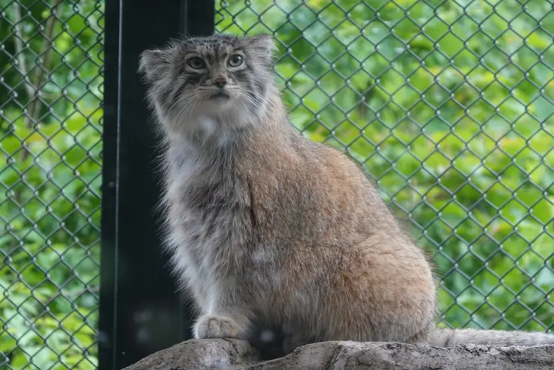A photograph of Oliva in Saitama Children's Zoo