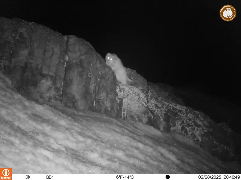 A photograph of Otocolobus manul manul from Aktas-Kunkora camera trap
