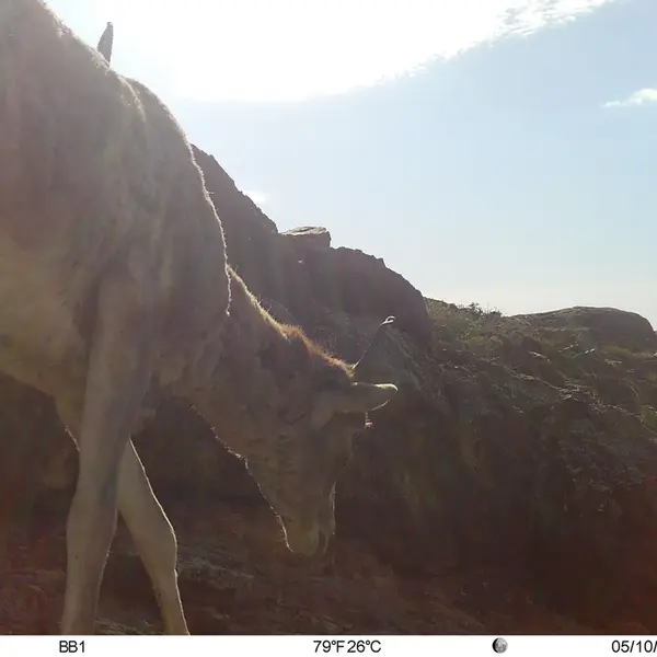 A photograph of Argali from Aktas-Kunkora camera trap