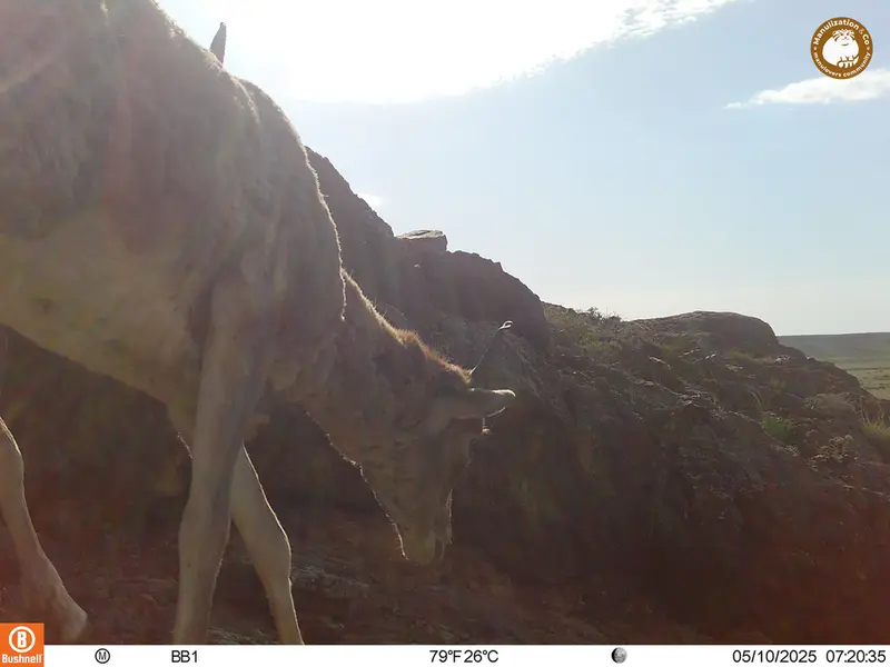 A photograph of Argali from Aktas-Kunkora camera trap