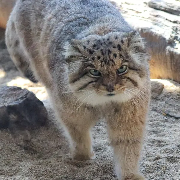 A photograph of Bor in Nasu Animal Kingdom