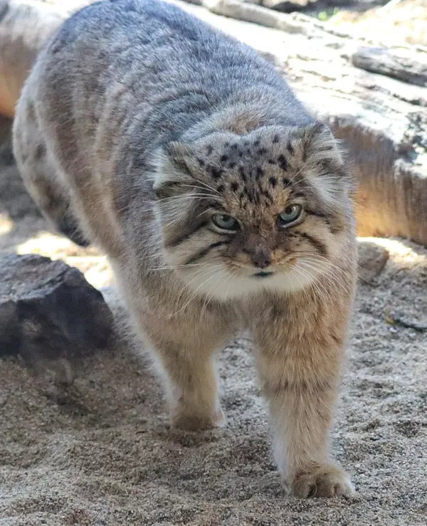 A photograph of Bor in Nasu Animal Kingdom