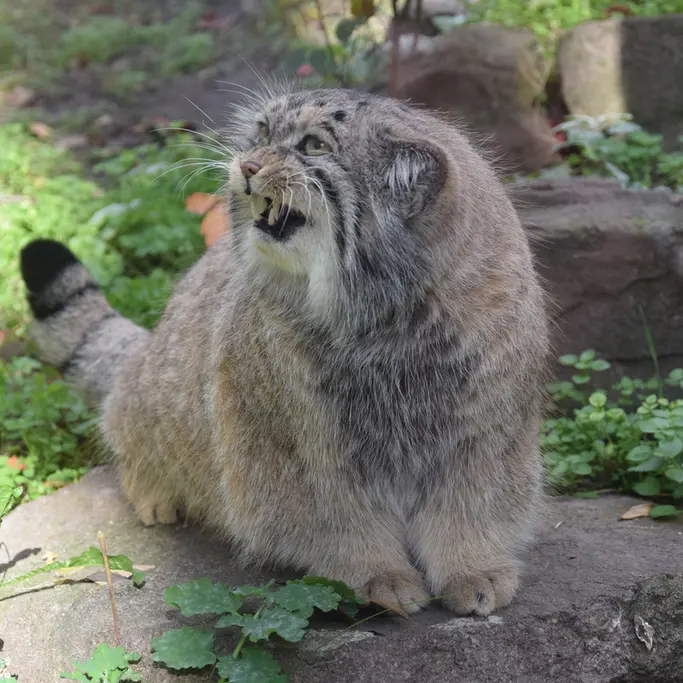A photograph of Bohus in Budapest Zoo & Botanical Garden