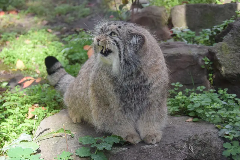 A photograph of Bohus in Budapest Zoo & Botanical Garden
