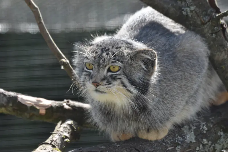 A photograph of Bat-Erdene in The Lakeland Wildlife Oasis