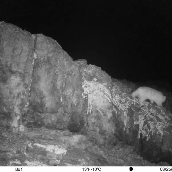A photograph of Otocolobus manul manul from Aktas-Kunkora [new] camera trap