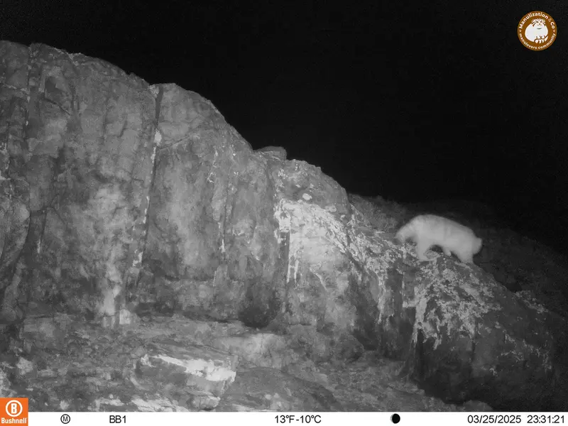 A photograph of Otocolobus manul manul from Aktas-Kunkora camera trap