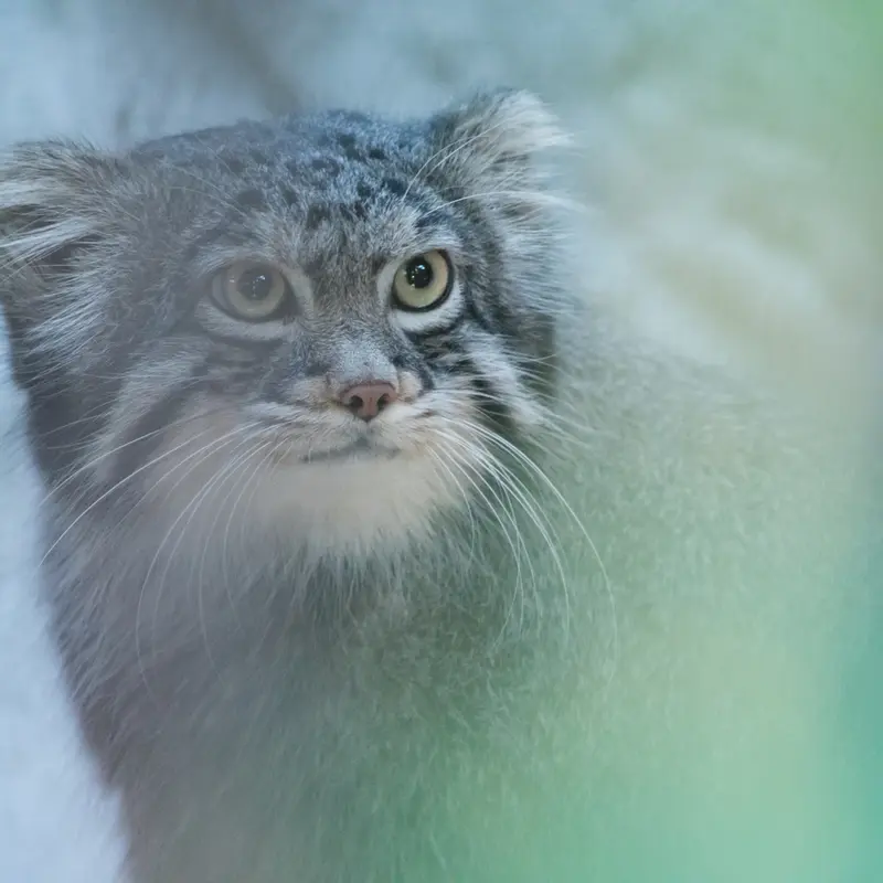 A photograph of Figa in Nogeyama Zoo