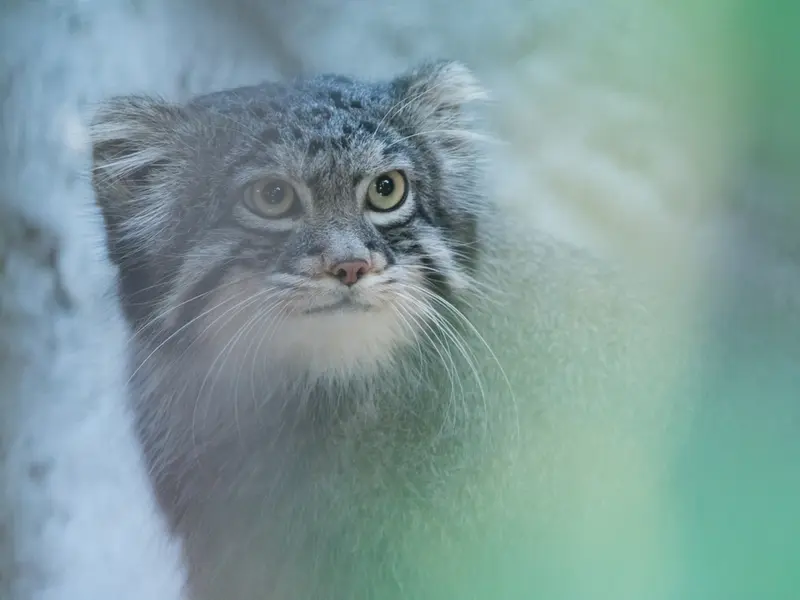 A photograph of Figa in Nogeyama Zoo