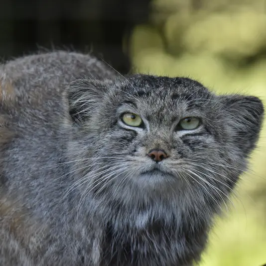 A photograph of Khal in Banham Zoo