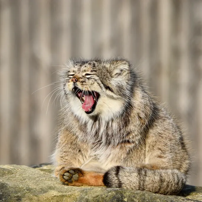 A photograph of Atlan in Port Lympne Wild Animal Park