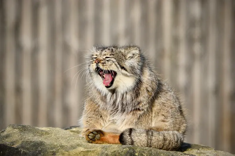 A photograph of Atlan in Port Lympne Wild Animal Park