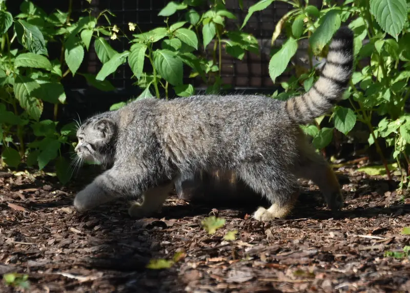 A photograph of a Pallas's cat in Gdansk Zoo