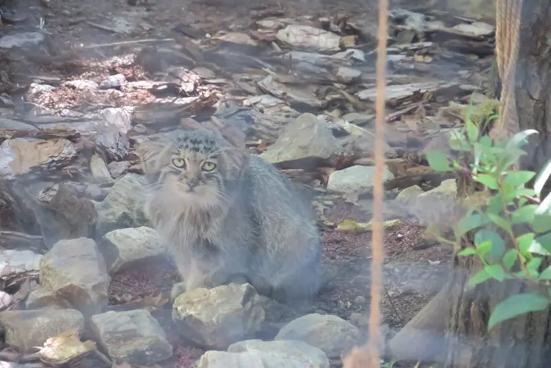 A photograph of a Pallas's cat in Brno Zoo
