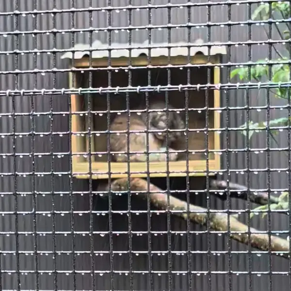 A photograph of Reza in Elmwood Park Zoo
