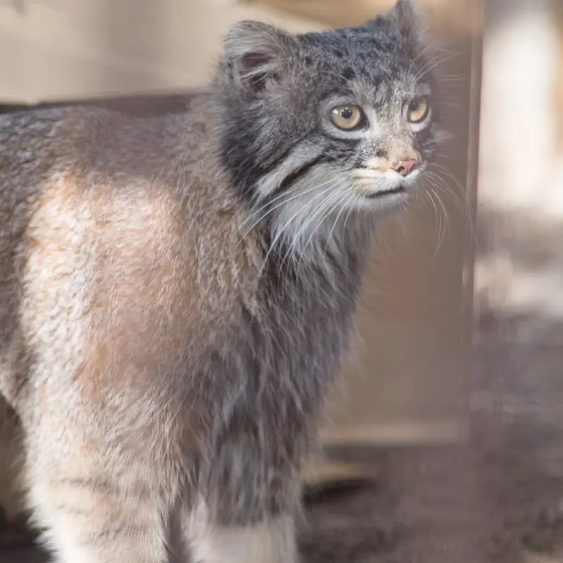 A photograph of Figa in Nogeyama Zoo