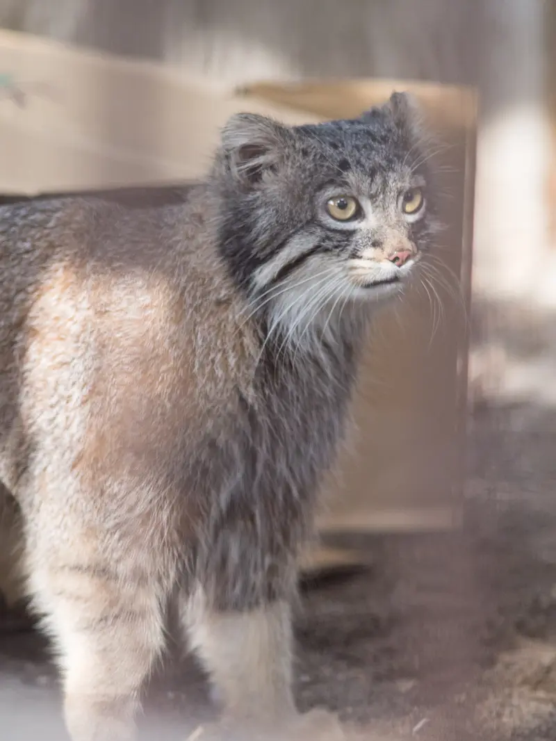 A photograph of Figa in Nogeyama Zoo