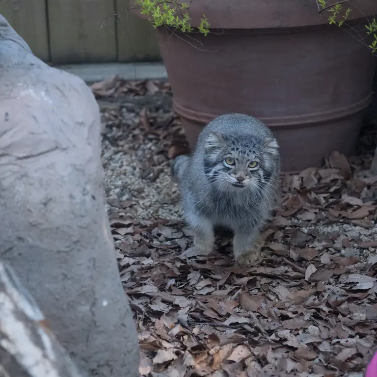 A photograph of Oto in Saitama Children's Zoo