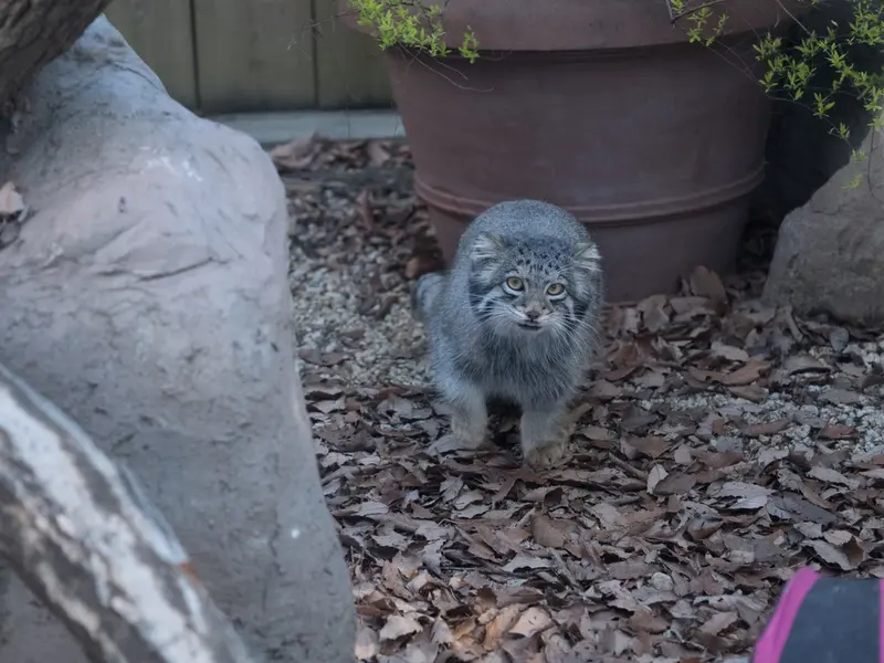 A photograph of Oto in Saitama Children's Zoo