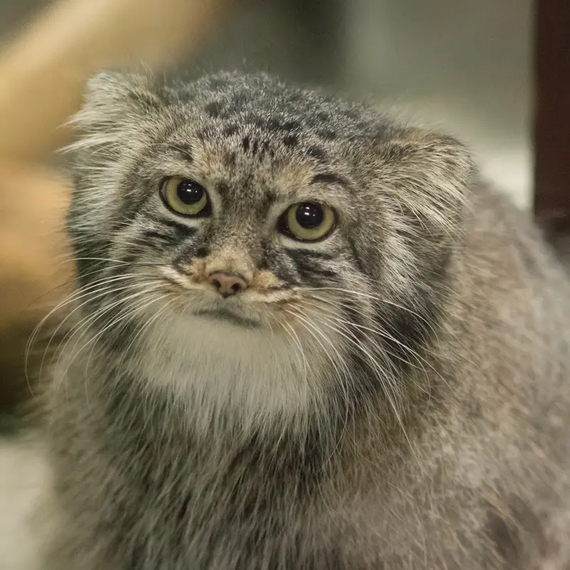 A photograph of Shafran in Ueno Zoological Gardens
