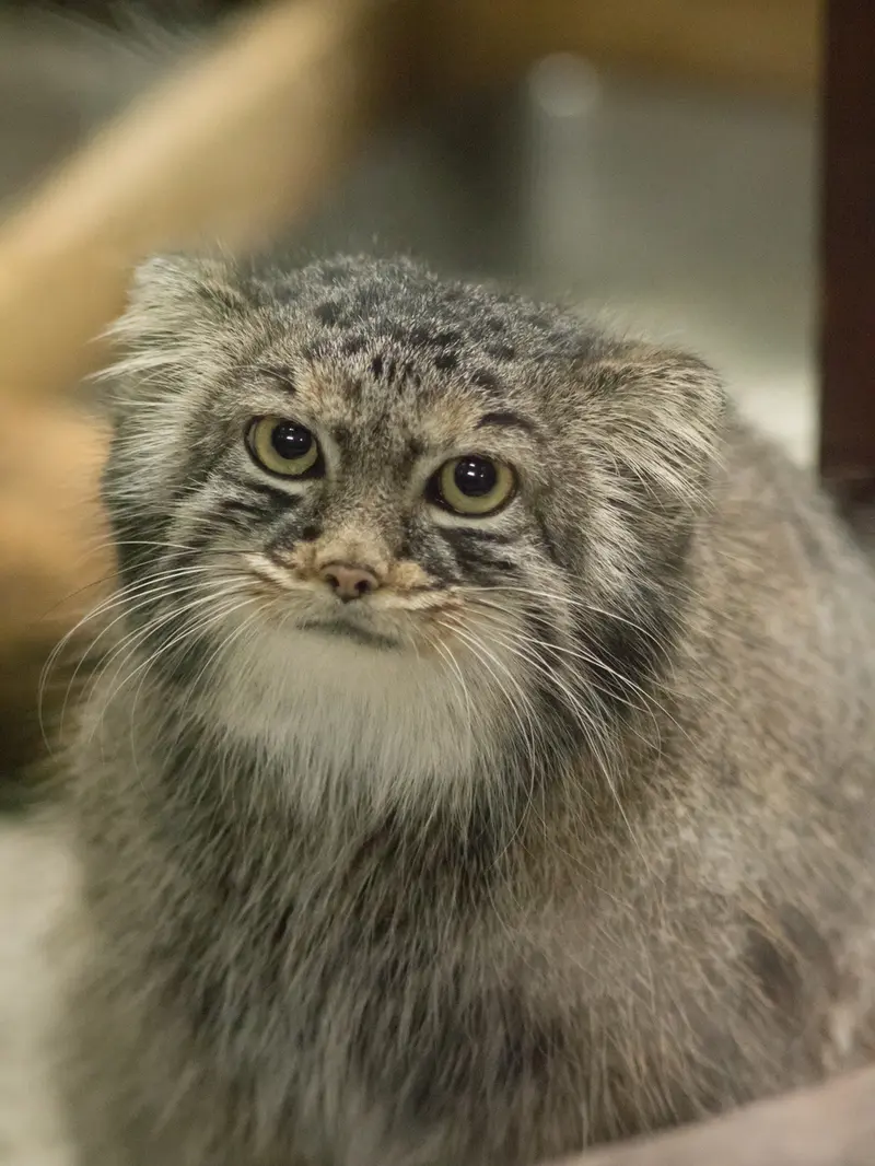 A photograph of Shafran in Ueno Zoological Gardens