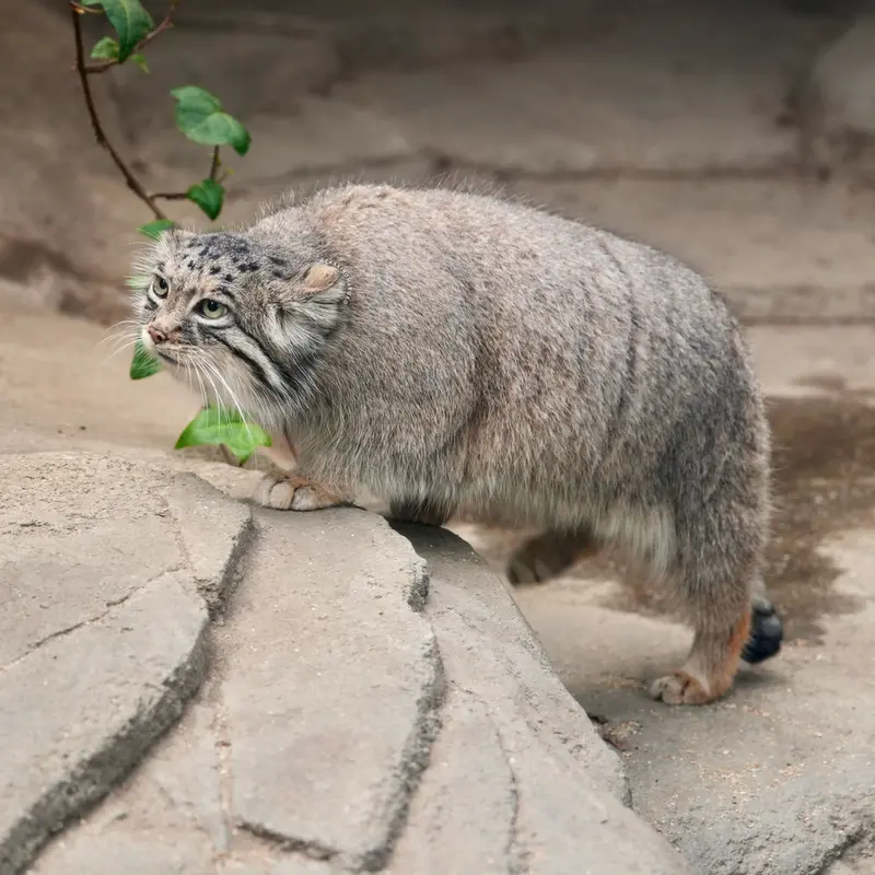 A photograph of Az in Kobe Animal Kingdom