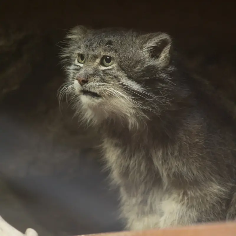 A photograph of Klyon in Ueno Zoological Gardens