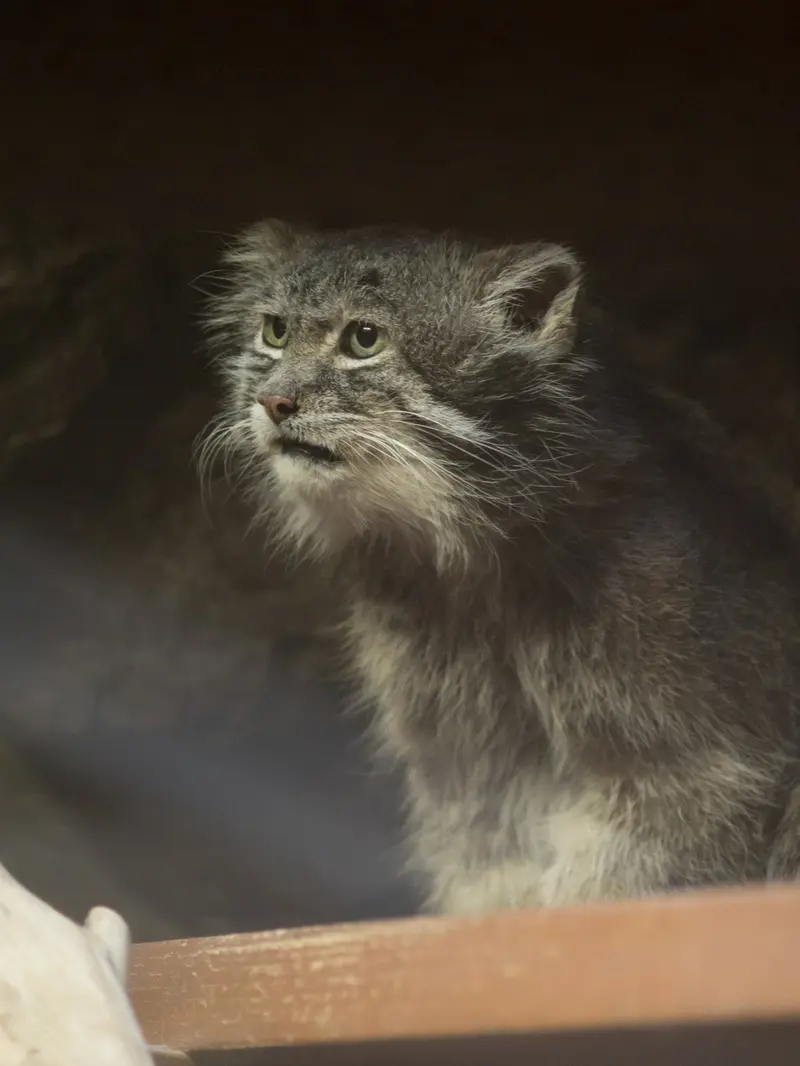 A photograph of Klyon in Ueno Zoological Gardens