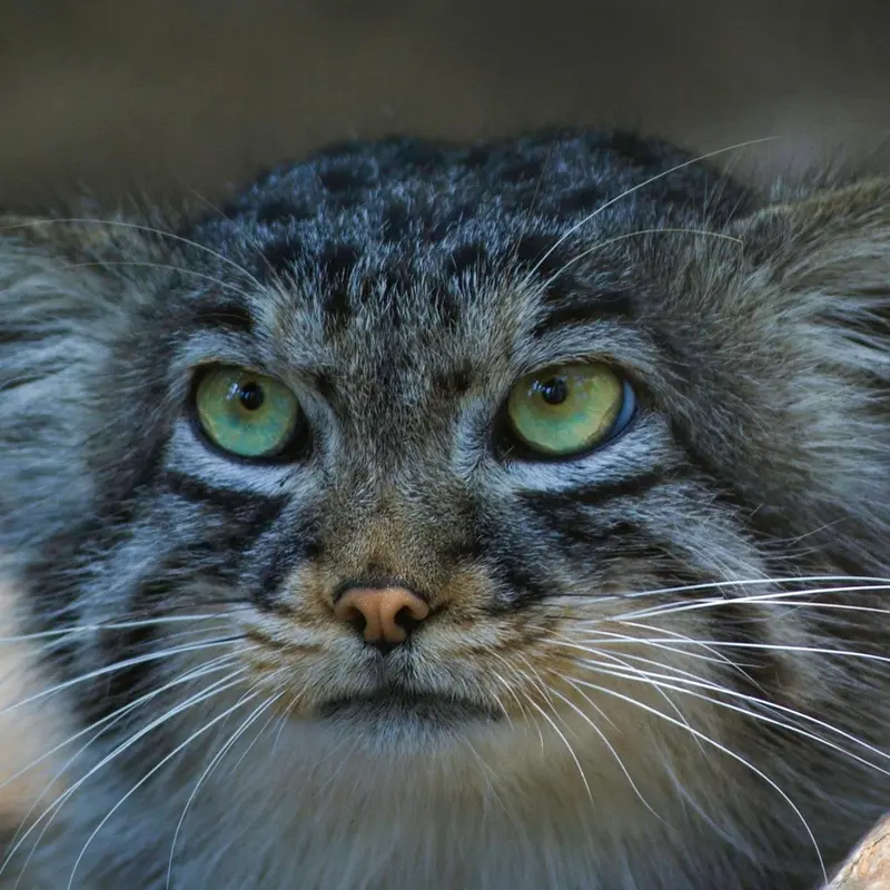 Son of Erdene Ⅲ b.2016 the Pallas's cat from Košice Zoo