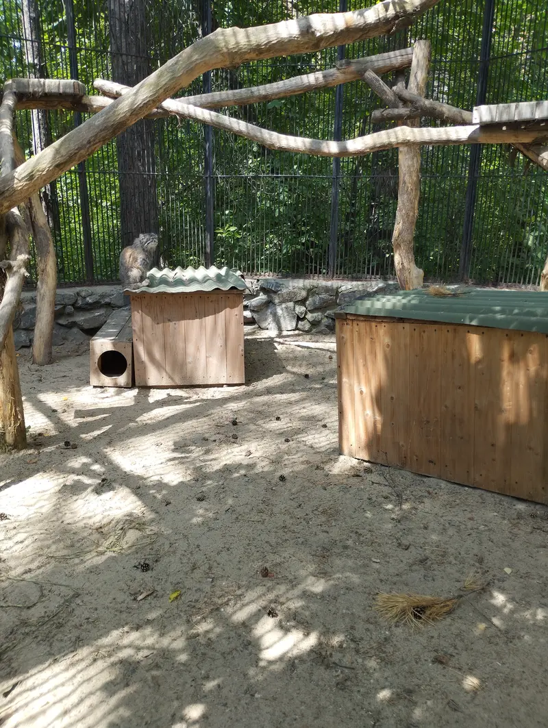 A photograph of a Pallas's cat in Novosibirsk Zoo