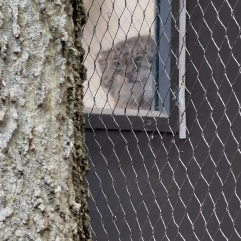 A photograph of Sarnai in Prospect Park Zoo