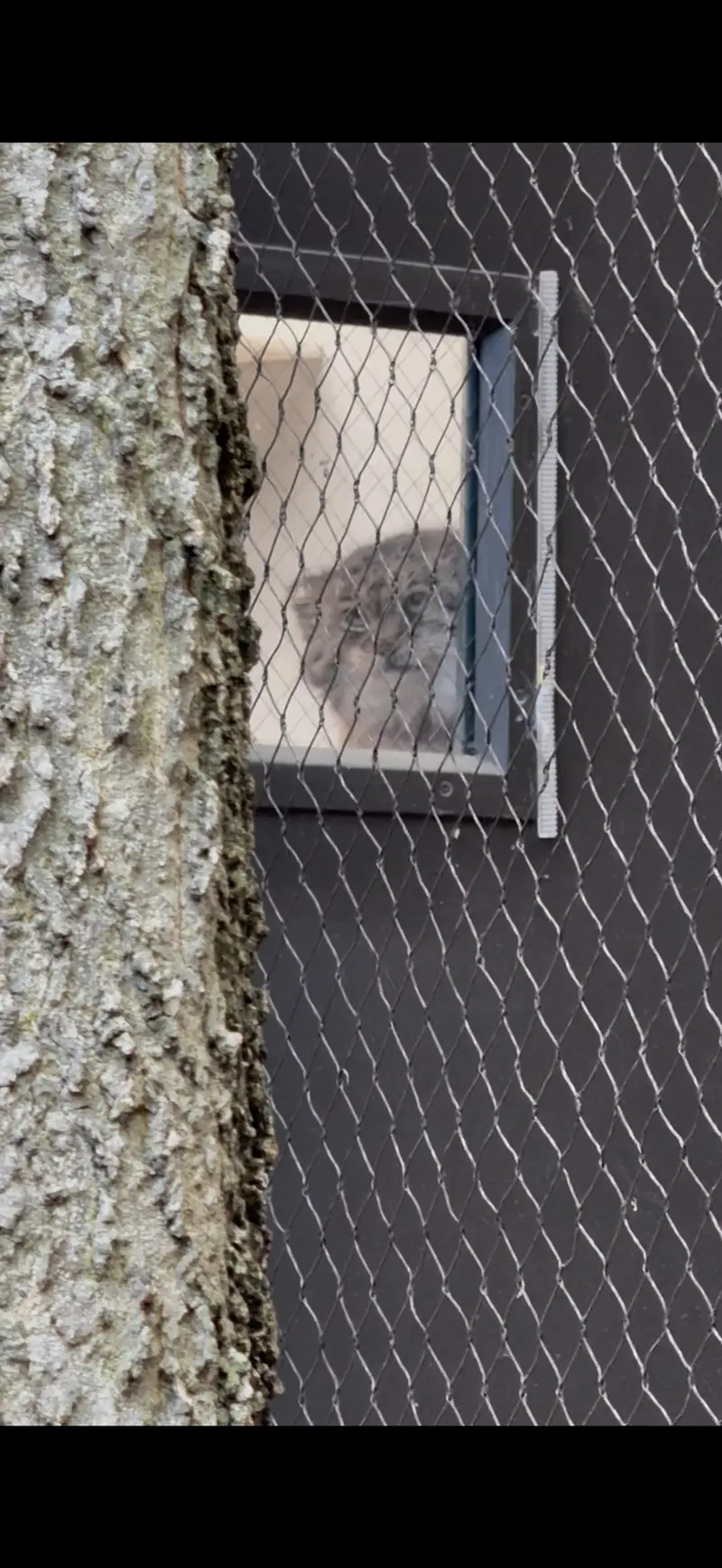 A photograph of Sarnai in Prospect Park Zoo