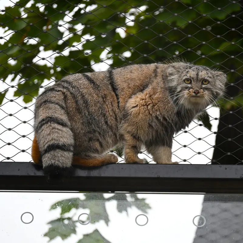 A photograph of Prinsessa in Prague Zoo