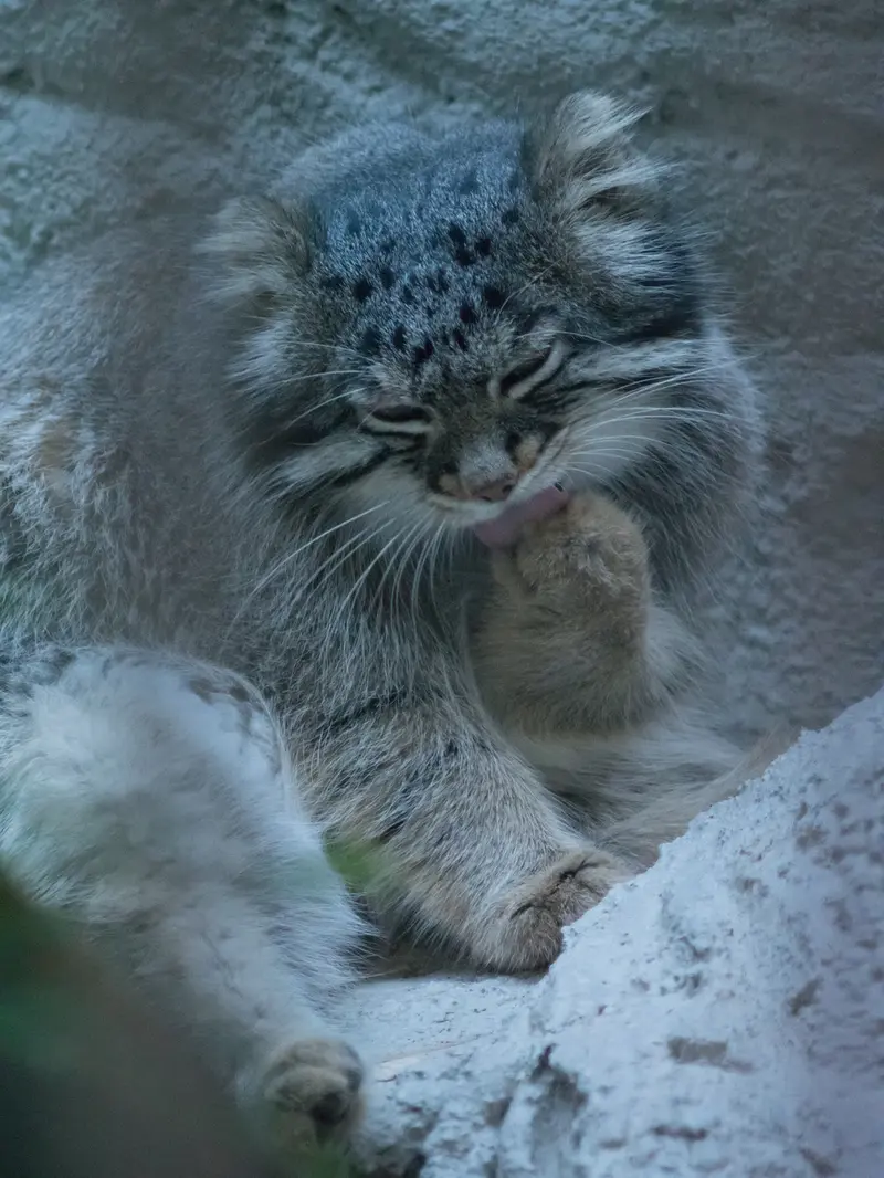 A photograph of Figa in Nogeyama Zoo